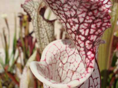 Sarracenia leucophylla 'Helmut's delight'